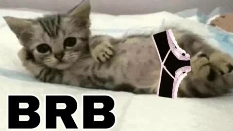 miko3 online show from December 14, 8:46 pm