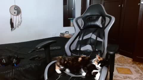 aarman online show from January 17, 4:06 am