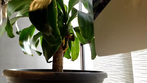 Snapshot of alexanddani chatting on January 11, 9:25 pm Alex Dani online show from January 11, 9:25 pm