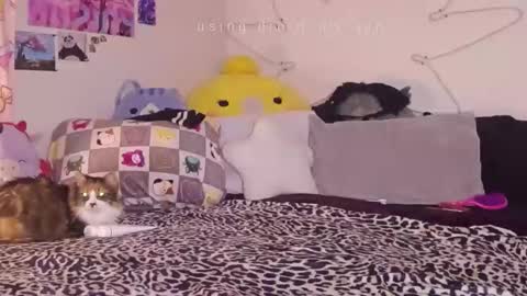 Snapshot of amia_mia chatting on January 14, 7:58 am amia mia online show from January 14, 7:58 am