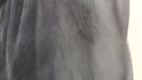 Assiology online show from February 17, 4:15 pm