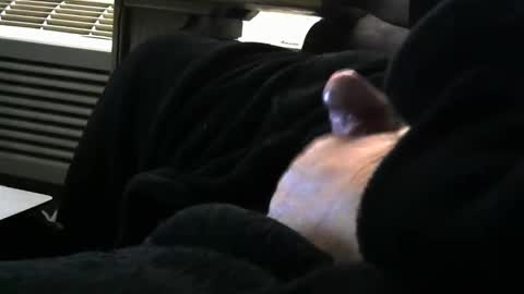 bear4146 online show from March 29, 1:00 pm