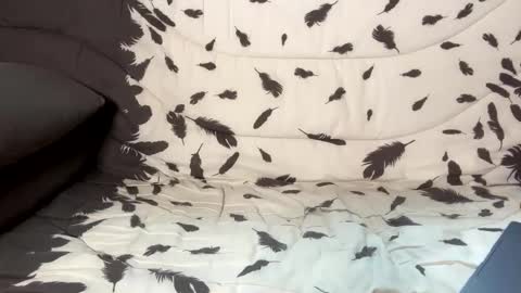 Snapshot of betterthanmen chatting on February 13, 8:17 am betterthanmen online show from February 13, 8:17 am