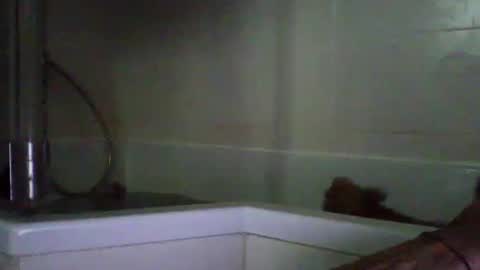 bibipheuck online show from April 21, 10:10 am