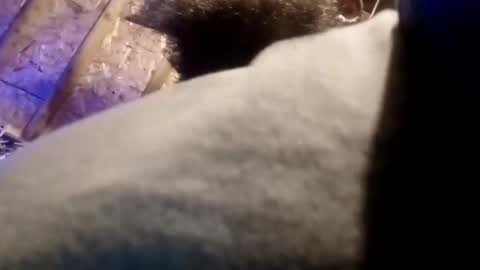 Snapshot of bigdaddy1231995 chatting on November 13, 9:41 am BigDaddykodack online show from November 13, 9:41 am