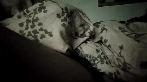 Snapshot of bomberto33 chatting on February 19, 9:11 pm Bomberto online show from February 19, 9:11 pm