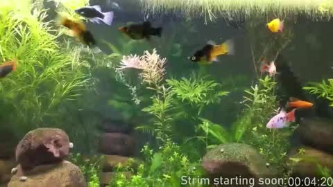 Booker Baxton online show from February 4, 4:07 am