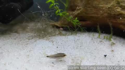 Booker Baxton online show from February 6, 4:06 am