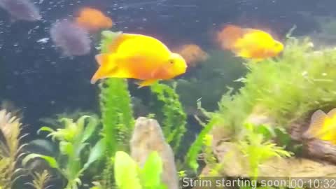 Booker Baxton online show from February 27, 4:01 am