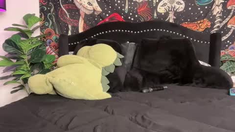 Puddin online show from September 22, 12:01 am