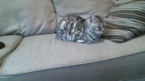 Buck online show from January 8, 4:22 pm