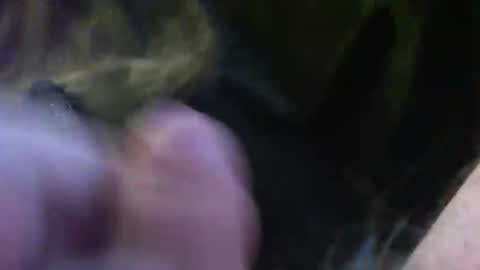 bullemoe online show from January 14, 2:11 pm