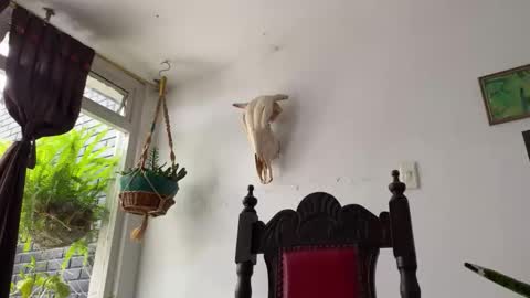  Camille   online show from October 31, 6:42 pm