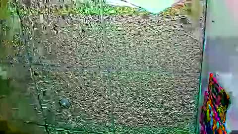 Dayan Camila online show from January 12, 6:07 am