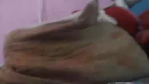 Cheila online show from April 20, 2:42 pm