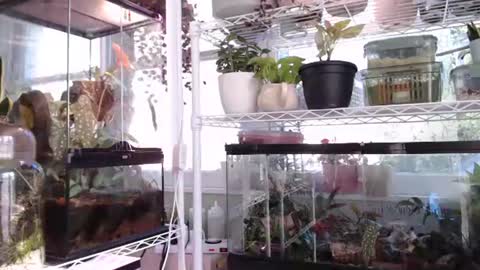 ANR Mommy online show from October 6, 4:37 pm