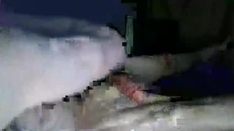 Snapshot of corynashx chatting on January 31, 5:32 pm lazarus online show from January 31, 5:32 pm