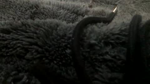 Snapshot of cutcockguy1975 chatting on January 23, 11:15 pm Steve online show from January 23, 11:15 pm