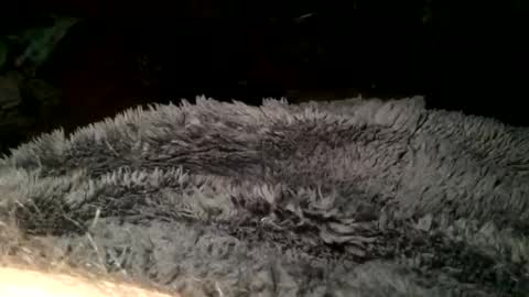 Snapshot of cutcockguy1975 chatting on March 11, 7:36 pm Steve online show from March 11, 7:36 pm