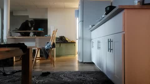 danimal5000 online show from November 12, 4:18 pm