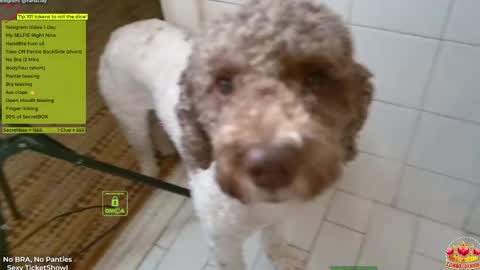 Yana online show from April 14, 5:30 pm