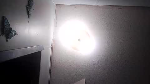 dixonbird41 online show from March 10, 3:44 am