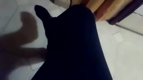 dthedog12 online show from March 2, 2:35 pm