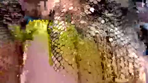 dwadek081704 online show from September 19, 11:33 am