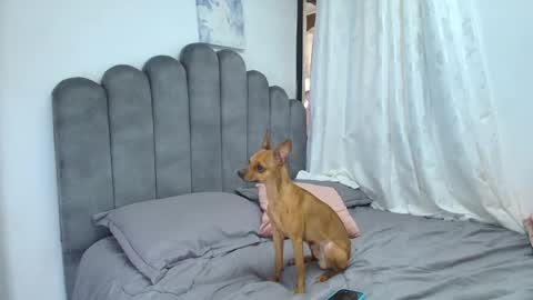 Snapshot of emma_saenz01 chatting on February 12, 8:37 pm emma_saenz01 online show from February 12, 8:37 pm