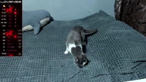 Eva online show from January 9, 1:56 pm