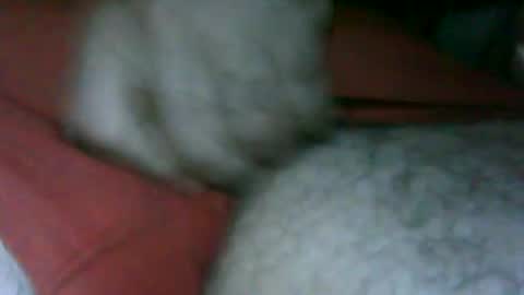 Snapshot of fer_2197 chatting on November 13, 2:49 pm fer_2197 online show from November 13, 2:49 pm