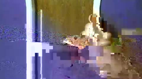 flex480 online show from February 17, 1:24 am