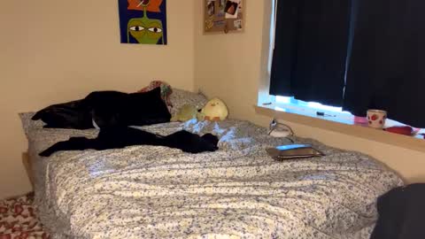 Snapshot of foxyredddd chatting on January 9, 7:18 pm beautiful blair online show from January 9, 7:18 pm