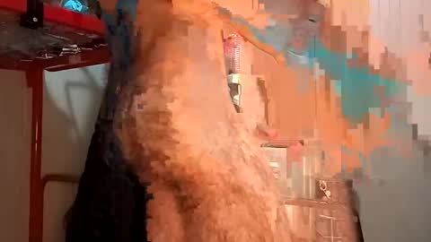 Snapshot of funny_quarantine chatting on February 2, 2:24 pm Italian men online show from February 2, 2:24 pm