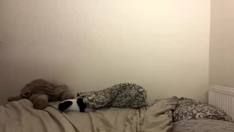 ghostpetal online show from October 29, 7:26 pm