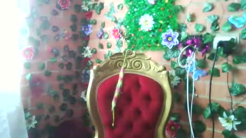 HANMy Dears make sure to follow me here create a FREE account if you dont have one and chat thank you. online show from December 25, 5:05 pm