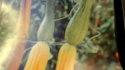 Snapshot of helvella chatting on June 8, 8:09 pm Helvell online show from June 8, 8:09 pm