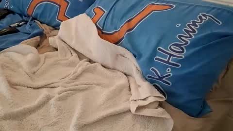 Homer online show from March 6, 2:41 am