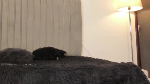 oleider dont forget your thumbs up online show from February 28, 5:14 pm