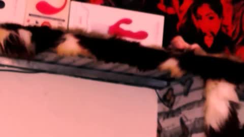 Bella Ambrosia online show from November 24, 12:32 am