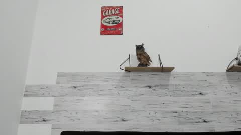 Jaycreedd online show from November 12, 8:15 am