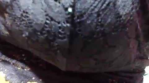 jaysonata215 online show from December 9, 11:15 am