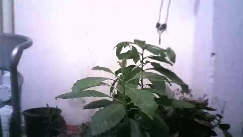 Snapshot of keny06 chatting on December 31, 4:49 am keny06 online show from December 31, 4:49 am