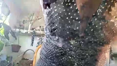 lacybell online show from February 25, 3:43 pm