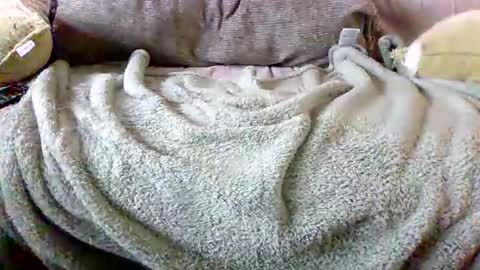 Bills Mafia online show from March 3, 5:52 pm