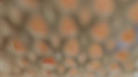 Snapshot of linapearl chatting on January 5, 9:37 am Lina Fanslymysensualworld online show from January 5, 9:37 am