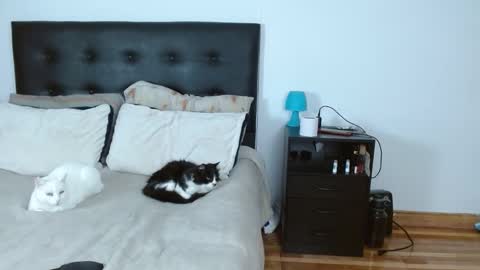 Michael  Iris online show from December 14, 5:02 am