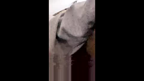 Snapshot of missniagaraishorny chatting on January 18, 8:23 pm MissNiagara online show from January 18, 8:23 pm