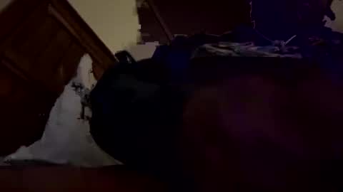 Snapshot of mpickett617 chatting on October 31, 9:43 am mpickett617 online show from October 31, 9:43 am