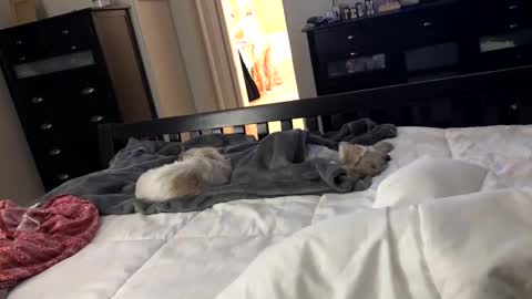 Snapshot of mrrogue chatting on December 24, 5:49 am mrrogue online show from December 24, 5:49 am